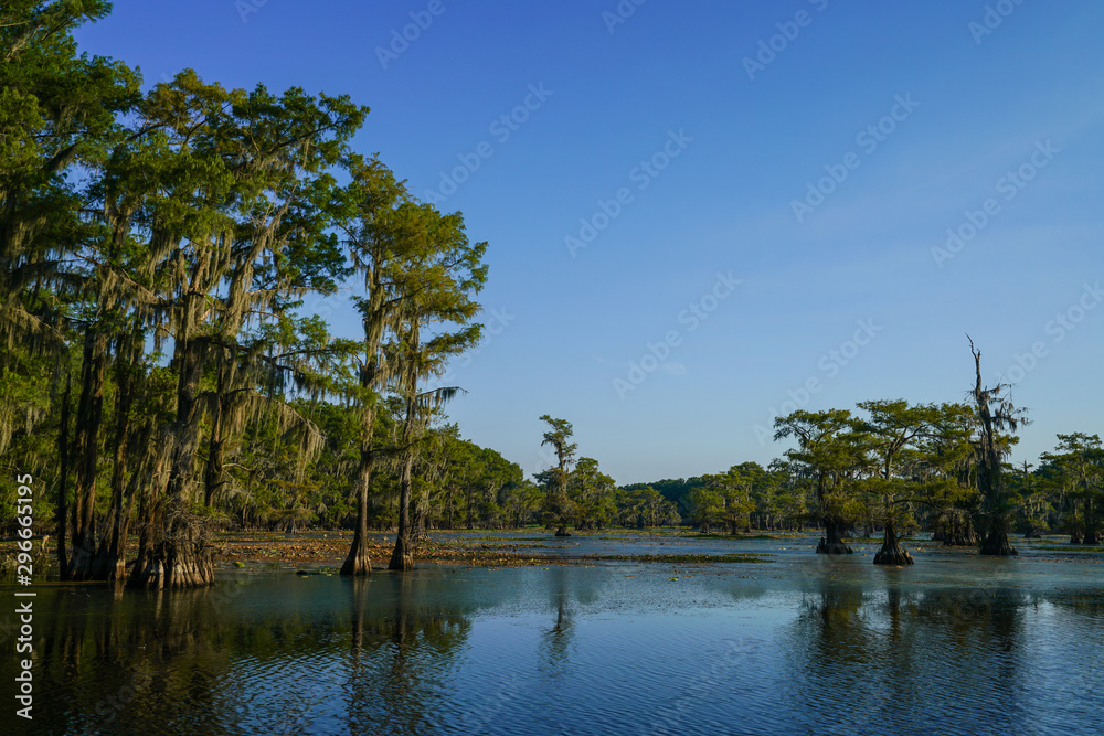 Fototapeta premium View at Caddo Lake near Uncertain, Texas