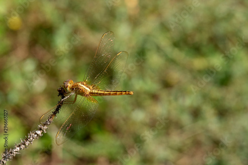 Image of dragonfly Yellow perched on the grass top in the nature.