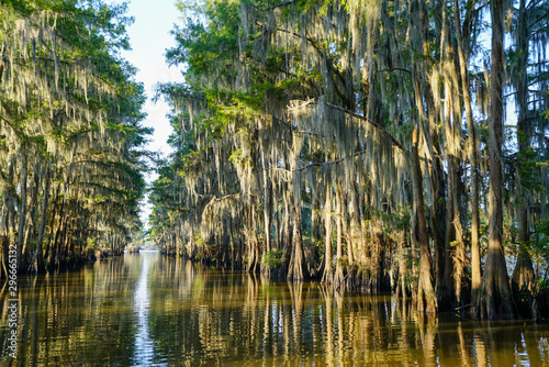 Tunnel of trees at Caddo Lake near Uncertain  Texas