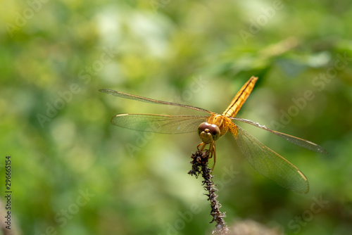 Image of dragonfly Yellow perched on the grass top in the nature.