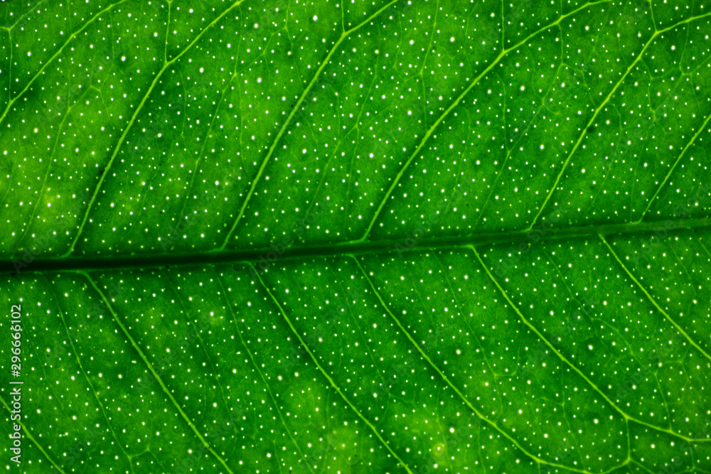 Obraz premium Lime leaf pattern