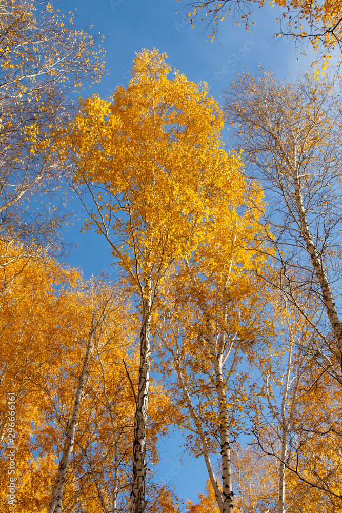 Landscape autumn birch forest, yellow leaves on the trees, blue sky on a sunny day. Landscape autumn birch forest, yellow leaves on the trees, blue sky on a sunny day.