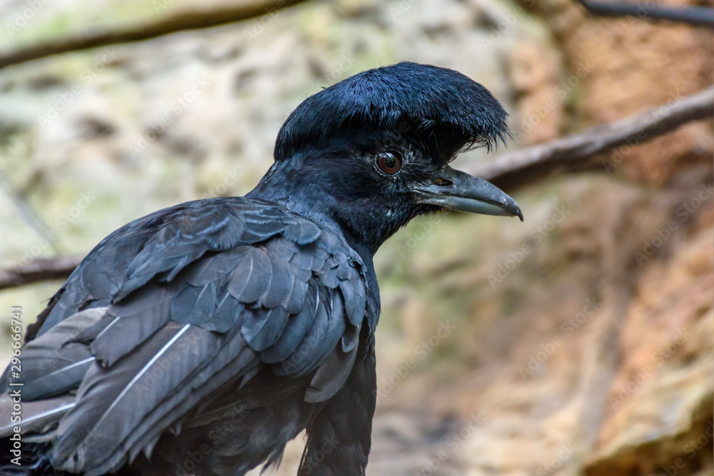 Fototapeta premium Long-wattled umbrellabird (Cephalopterus penduliger)