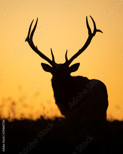 Elk Silhouette on top of a Mountain 