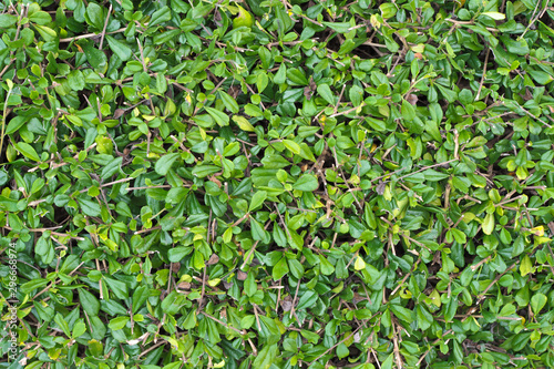 Green leaves nature texture for background