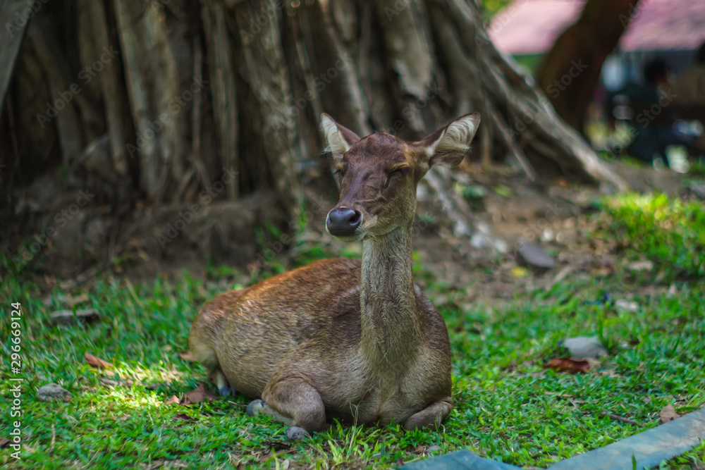 A young deer is sleeping on the ground in a park in Indonesia