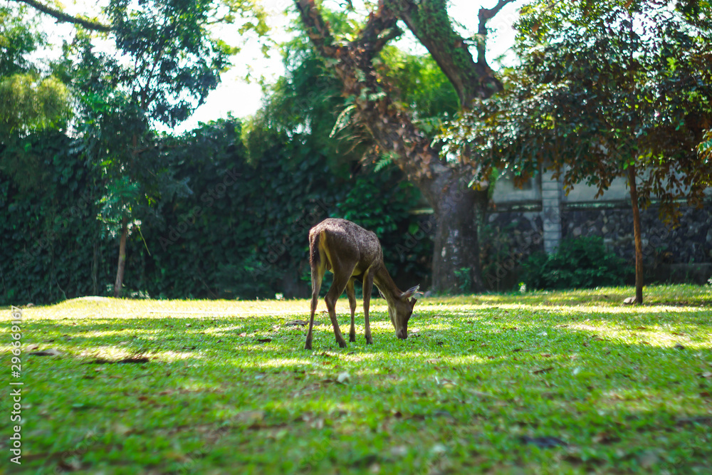 A young deer eating grass on a sunny day A young deer eating grass on a sunny day