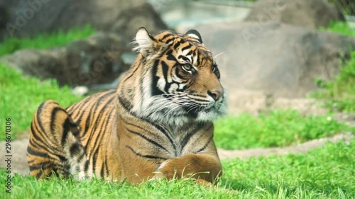 A lone female tiger in an enclosure at the Point Defiance zoo photo