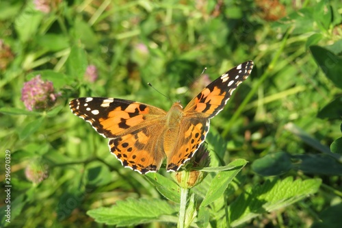 Beautiful Painted lady butterfly on clover flower in the meadow, closeup 