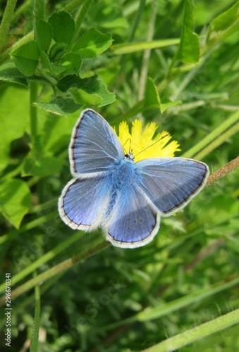 Beautiful blue polyommatus butterfly on yellow flower in the meadow, closeup
