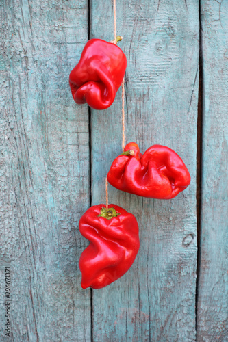 Red sweet pepper . ugly vegetables, three juicy crooked peppers hanging on a string, on a blue aged wood background.