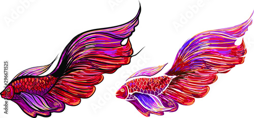 Hand drawn and colorful beautiful siamese fighting fish.Thai beautiful fish tatoo.infinity shape asian fish.