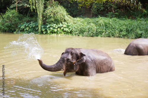 Baby elephants play in the water with fun elephant bath for cooling
