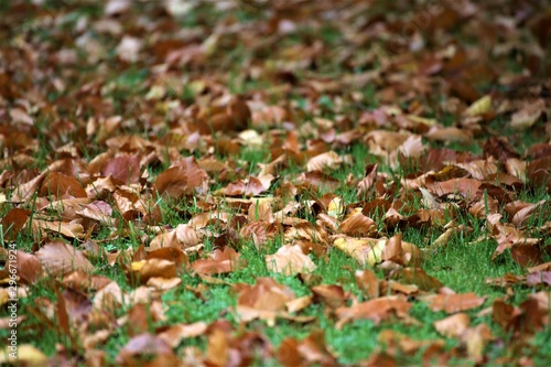 autumn leaves on grass