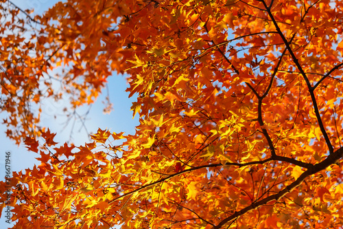 Maple forest with many colors under a clean blue sky, St-Bruno, Quebec, Canada