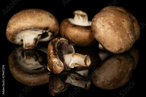 Group of four whole fresh brown mushroom champignon one in focus isolated on black glass