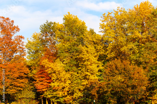 Maple forest with many colors under a clean blue sky, St-Bruno, Quebec, Canada