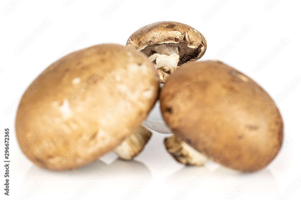 Group of three whole fresh brown mushroom champignon front focus isolated on white background