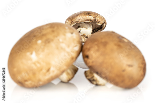 Group of three whole fresh brown mushroom champignon front focus isolated on white background