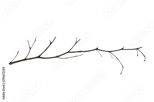 dry branch isolated on white with clipping path