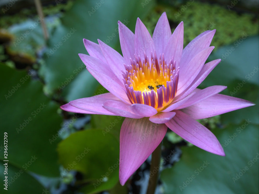 Pink lotus flower in the garden Pink lotus flower in the garden