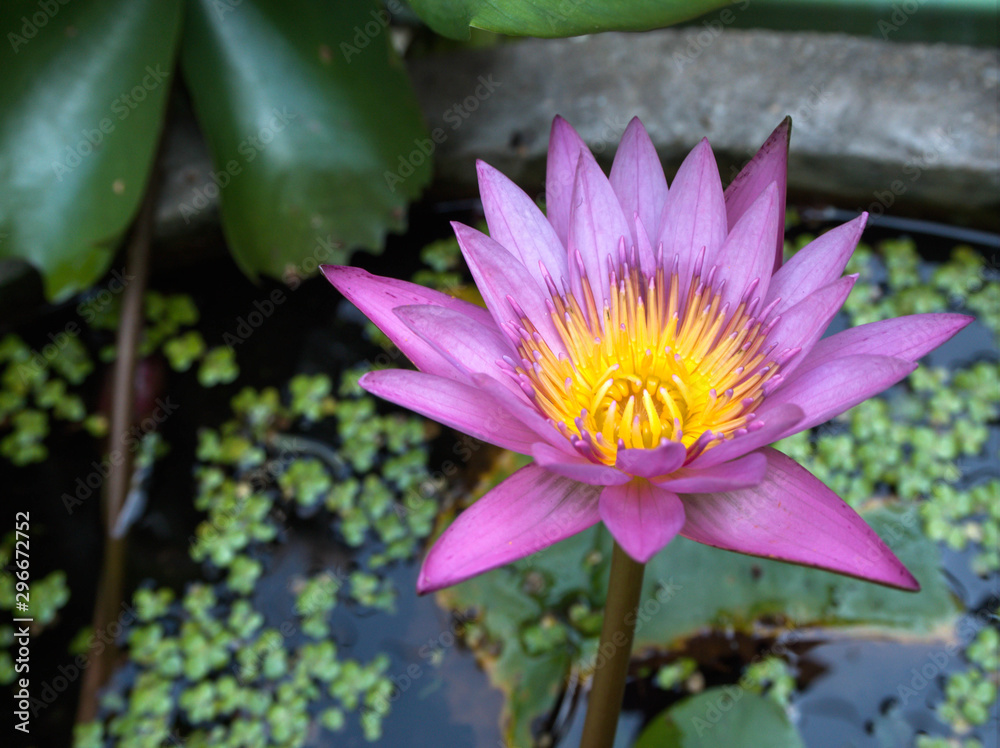 Pink lotus flower in the garden Pink lotus flower in the garden