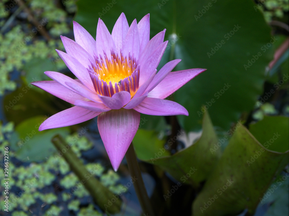 Pink lotus flower in the garden Pink lotus flower in the garden