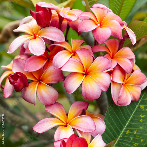Bouquet of Pink Plumerias with Orange Yellow centers on Tree in Hawaii