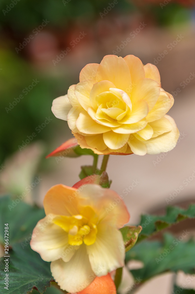 Begonia Begonia