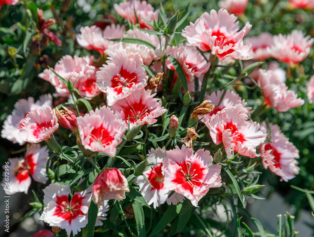 Two colored dianthus