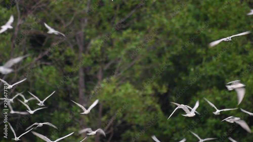 Terns are seabirds that can be found all throughout the world at sea, rivers, and other wider bodies of water; their arrival in Thailand is much awaited as communities come to see them. Terns are seabirds that can be found all throughout the world at sea, rivers, and other wider bodies of water; their arrival in Thailand is much awaited as communities come to see them.