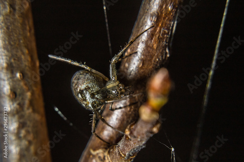 beautiful spider sits on a tree branch