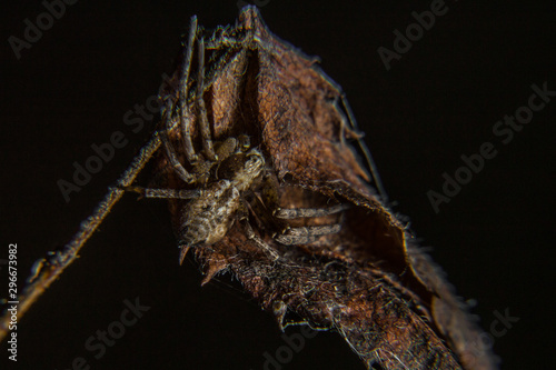 furry spider hiding in a dried leaf