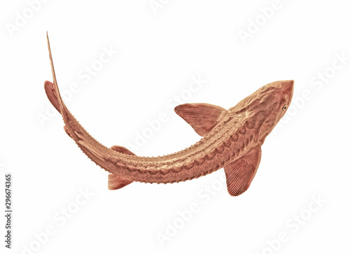  Freshwater fish sterlet isolated on a white background. Live fish. sturgeon