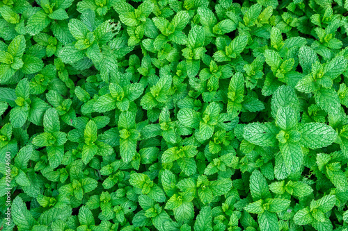 Organic mint plantation, ideal for teas, spices and beverages. photo