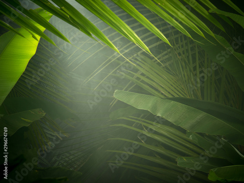 Fototapeta Naklejka Na Ścianę i Meble -  fragment view of nice mist  green tropical jungle