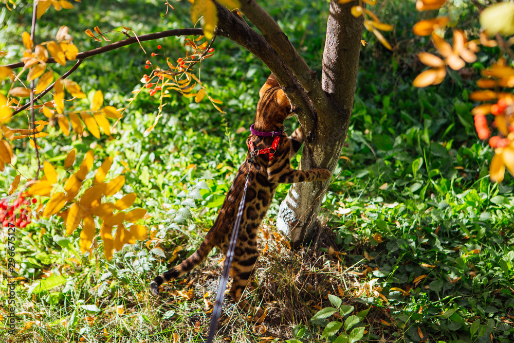 Cute little bengal kitty cat walking outdoors close to the rowan tree Cute little bengal kitty cat walking outdoors close to the rowan tree