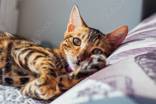 Cute little bengal kitty ca...