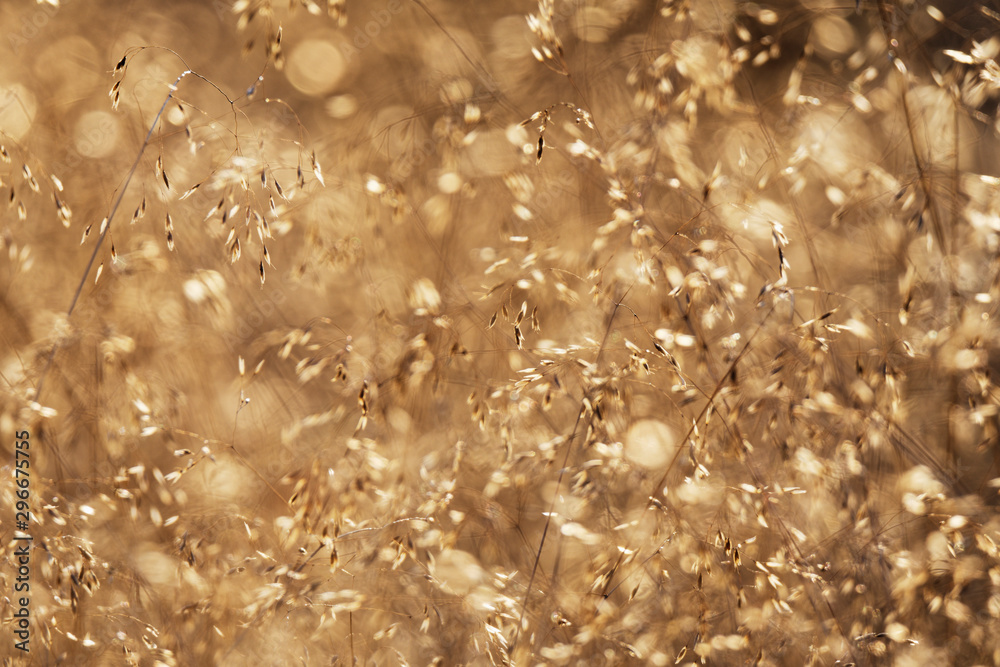 Fototapeta premium trockenes Gras funkelt im Gegenlicht