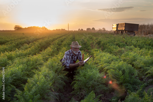 Farmer holding carrot in field