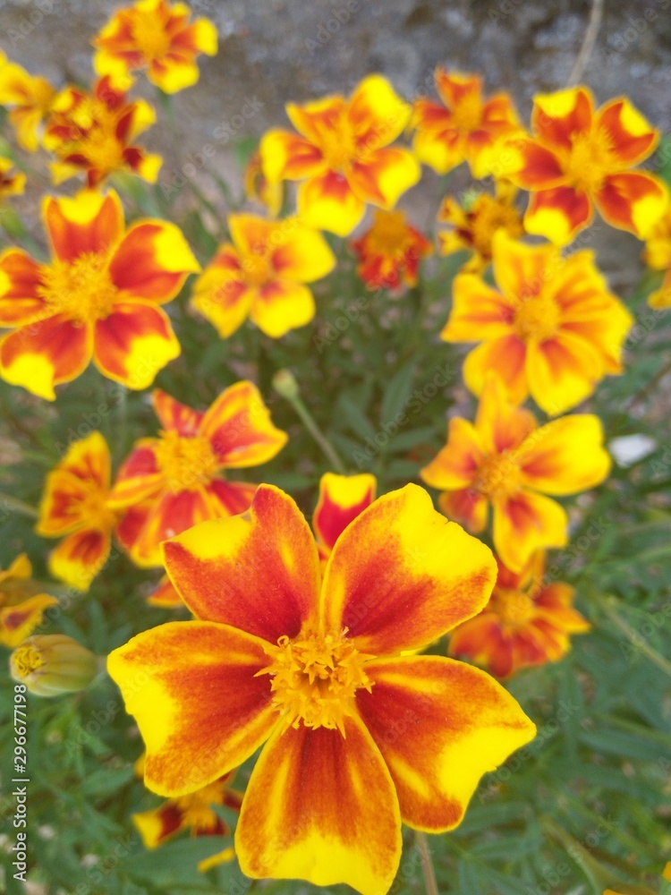 yellow flowers in garden yellow flowers in garden