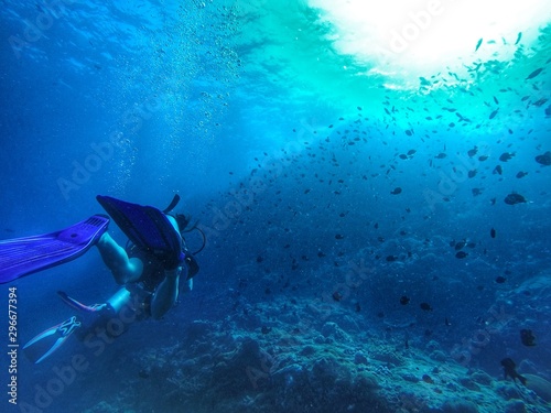 diver and fish