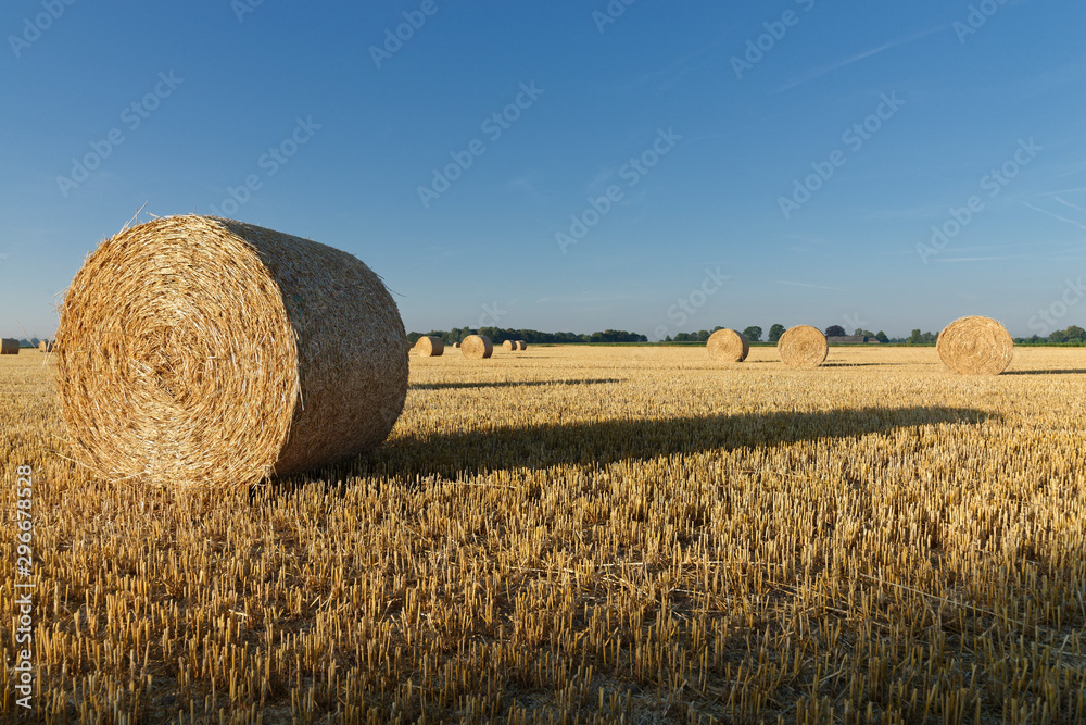 Rundballen aus Stroh liegen auf einem abgeernteten Getreidefeld