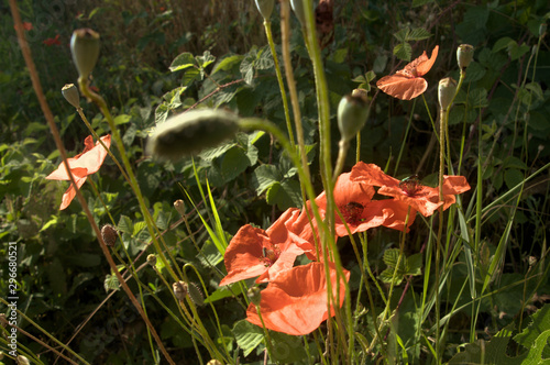 Papaver rhoeas; field poppies in Montespertoli photo