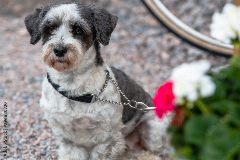 A cute Miniature Schnauzer waits patiently outside a store in Finland for its human. 