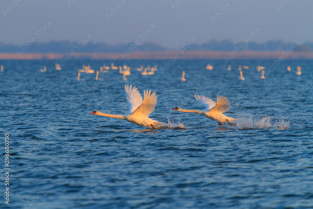 Beautiful wild swans in flight in the Danube Delta, in spring, under warm sunrise light