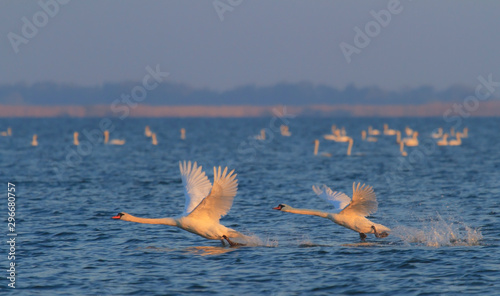 Beautiful wild swans in flight in the Danube Delta, in spring, under warm sunrise light