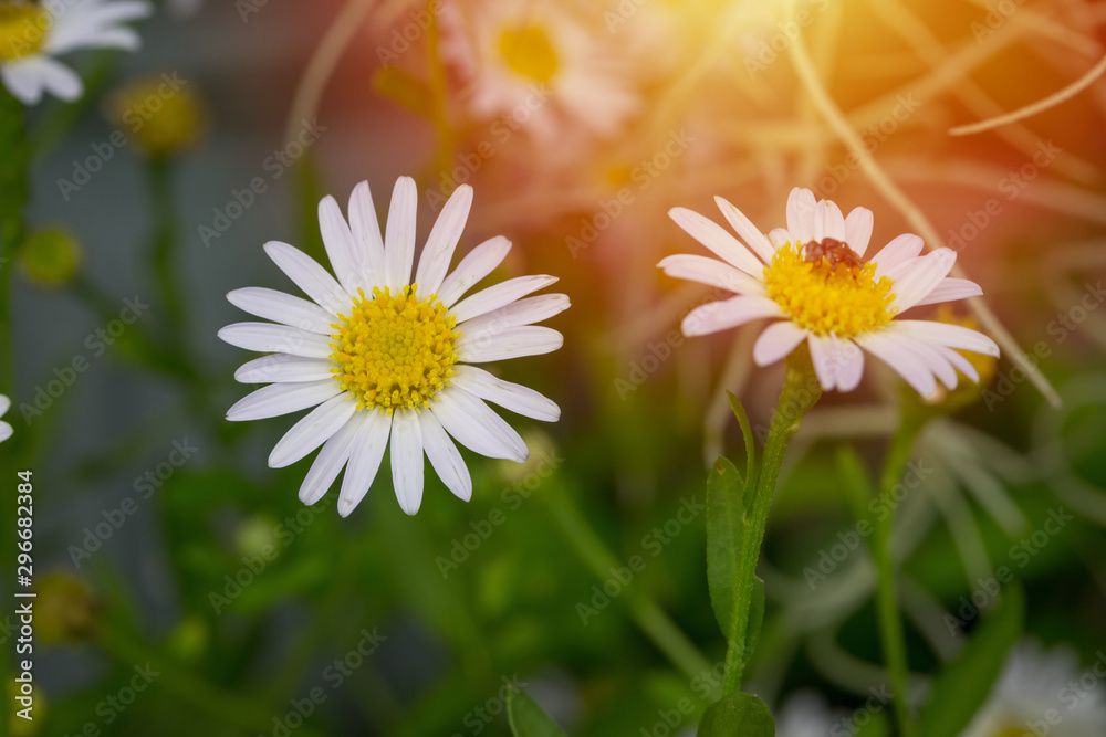 Obraz premium Little white daisy flower with green bokeh