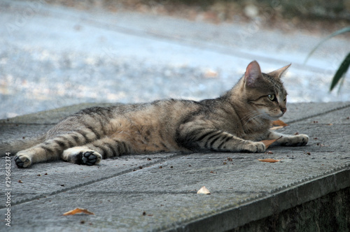 Fototapeta Naklejka Na Ścianę i Meble -  Tuscan tabby cat relaxing on garden paving