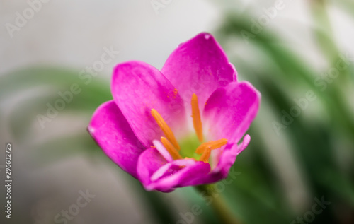 Pink rain lily closeup